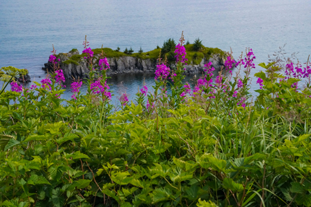 Fireweed along the shore of Kodaik Island