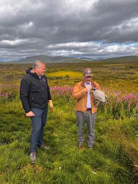 AG Taylor and DA John Earthman with Tinsel, a gyrfalcon, on the tundra of Nome.